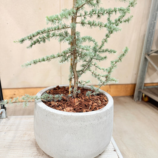 Atlasceder (Cedrus atlantica ‘Glauca’) – 170-180 cm høj i lys cementkrukke