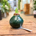 Indlæs billede i gallerivisning, XXL Vokset Amaryllis – rød blomstring uden vand og jord (hvid eller grøn voks)
