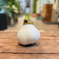 Indlæs billede i gallerivisning, XXL Vokset Amaryllis – rød blomstring uden vand og jord (hvid eller grøn voks)
