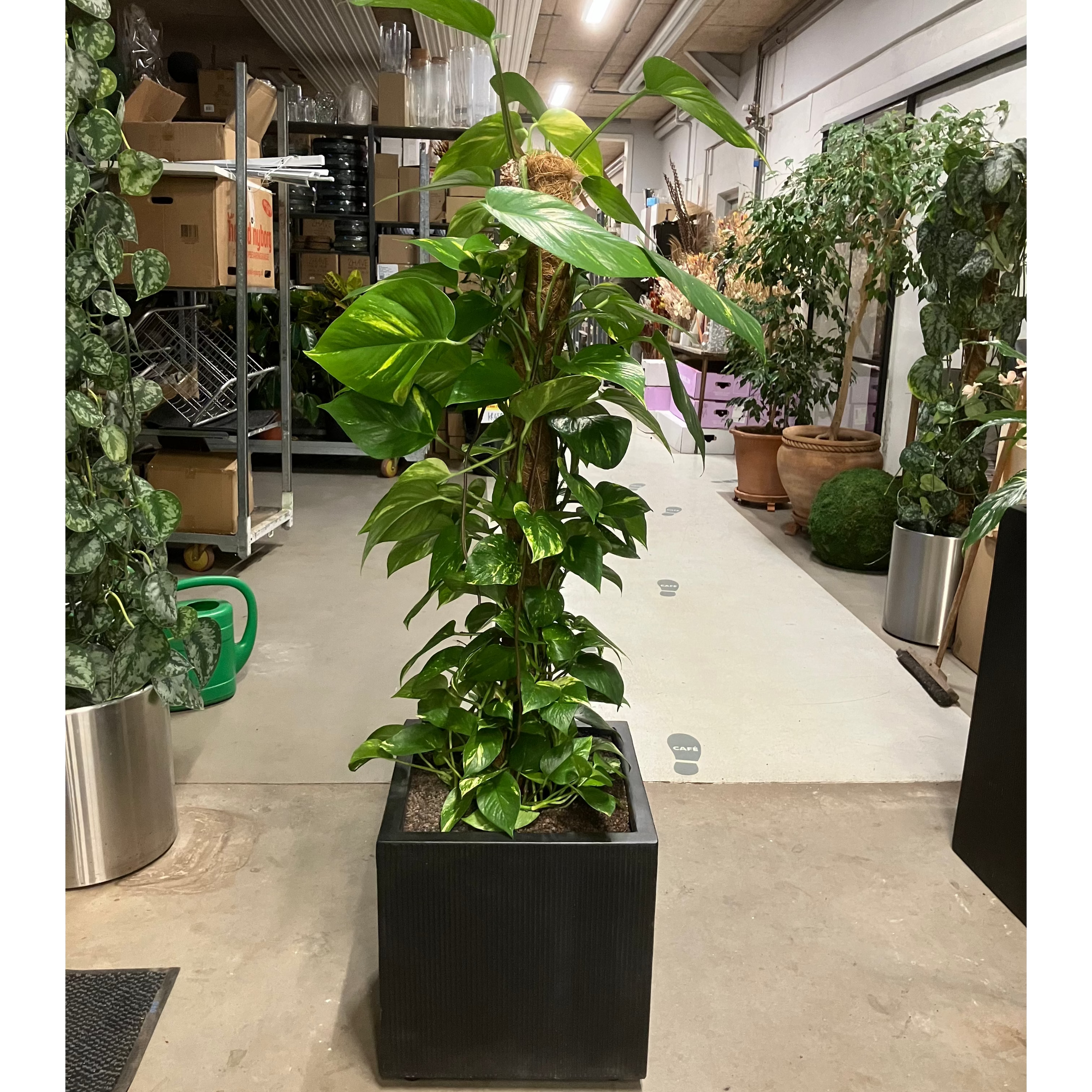 Second Hand Guldranke – Elegant Grøn Plante med Gyldne Aftegninger