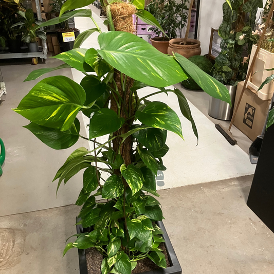 Second Hand Guldranke – Elegant Grøn Plante med Gyldne Aftegninger