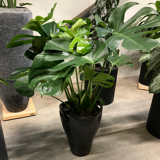 Second Hand Monstera – Klassisk Grøn Plante med Fligede Blade