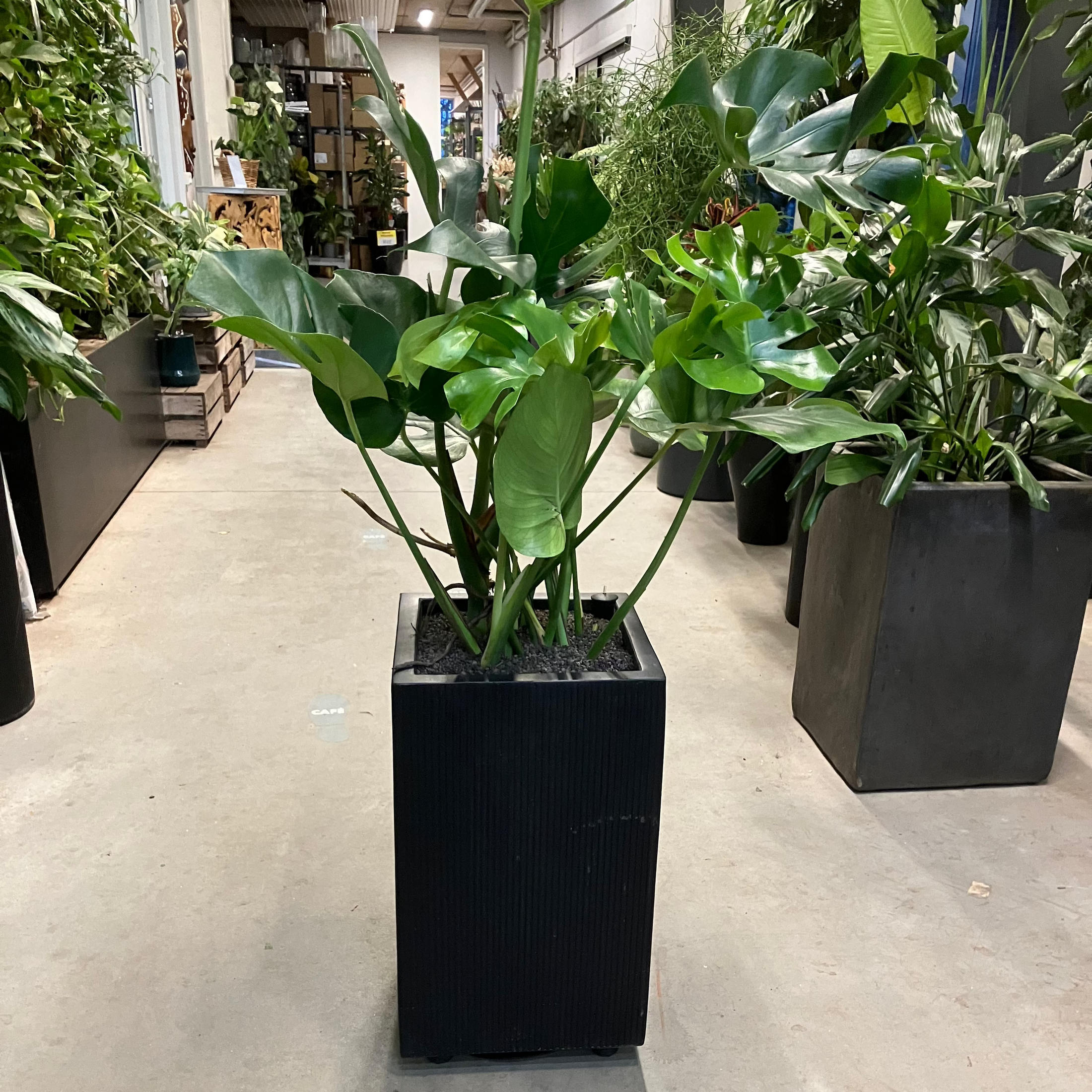 Second Hand Monstera – Designklassiker med Fligede Blade