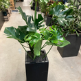 Indlæs billede i gallerivisning, Second Hand Monstera – Designklassiker med Fligede Blade
