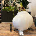 Indlæs billede i gallerivisning, XXL Vokset Amaryllis – rød blomstring uden vand og jord (hvid eller grøn voks)
