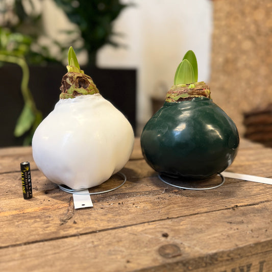XXL Vokset Amaryllis – rød blomstring uden vand og jord (hvid eller grøn voks)