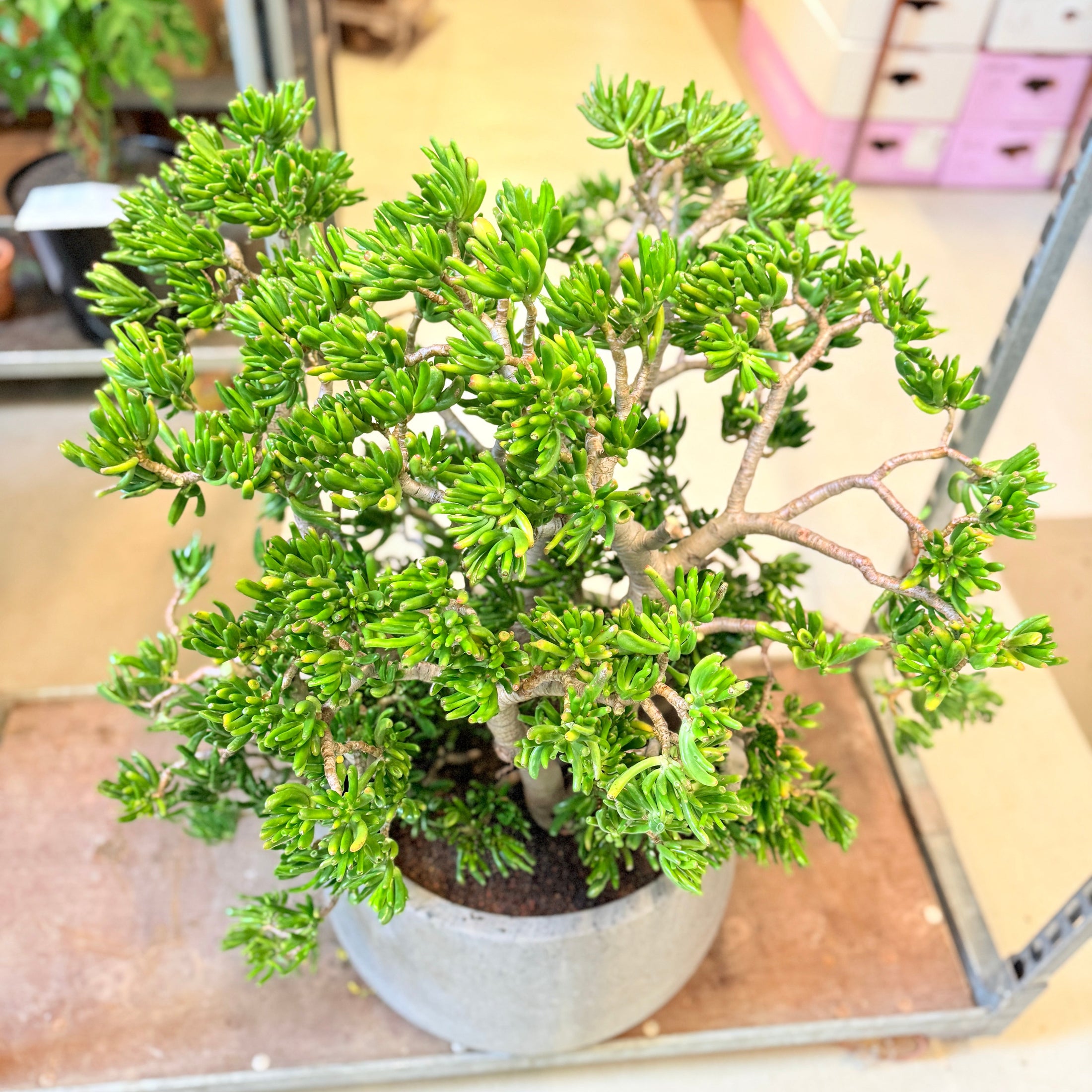 Pengetræ (Crassula ovata 'Gollum Jade') – 90 cm høj i lys grå krukke