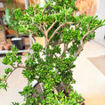 Indlæs billede i gallerivisning, Pengetræ (Crassula ovata 'Gollum Jade') – 110 cm høj i lys grå krukke
