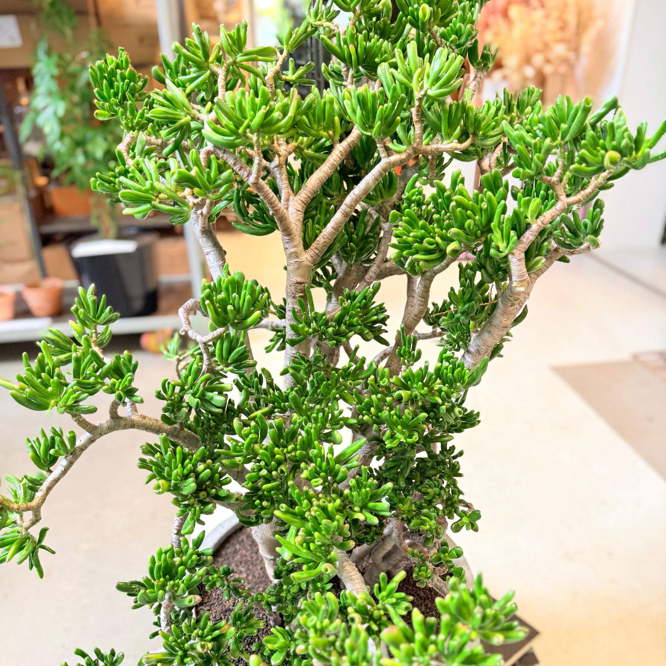 Pengetræ (Crassula ovata 'Gollum Jade') – 110 cm høj i lys grå krukke
