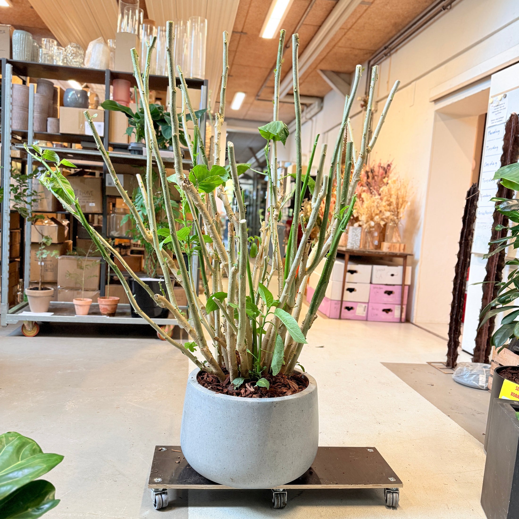 Engletrompet (Datura) – 170 cm høj i lys grå krukke