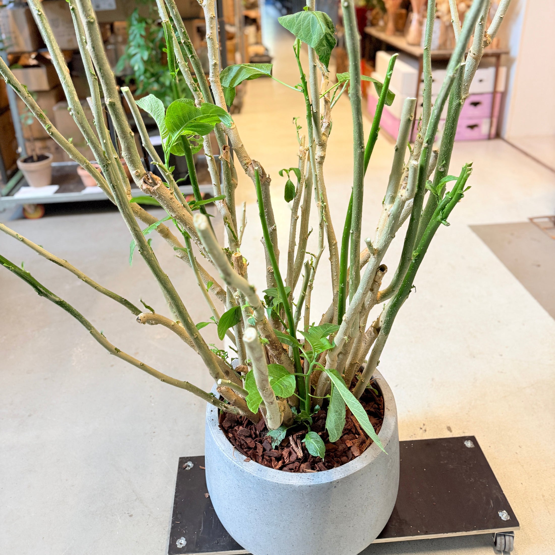 Engletrompet (Datura) – 170 cm høj i lys grå krukke