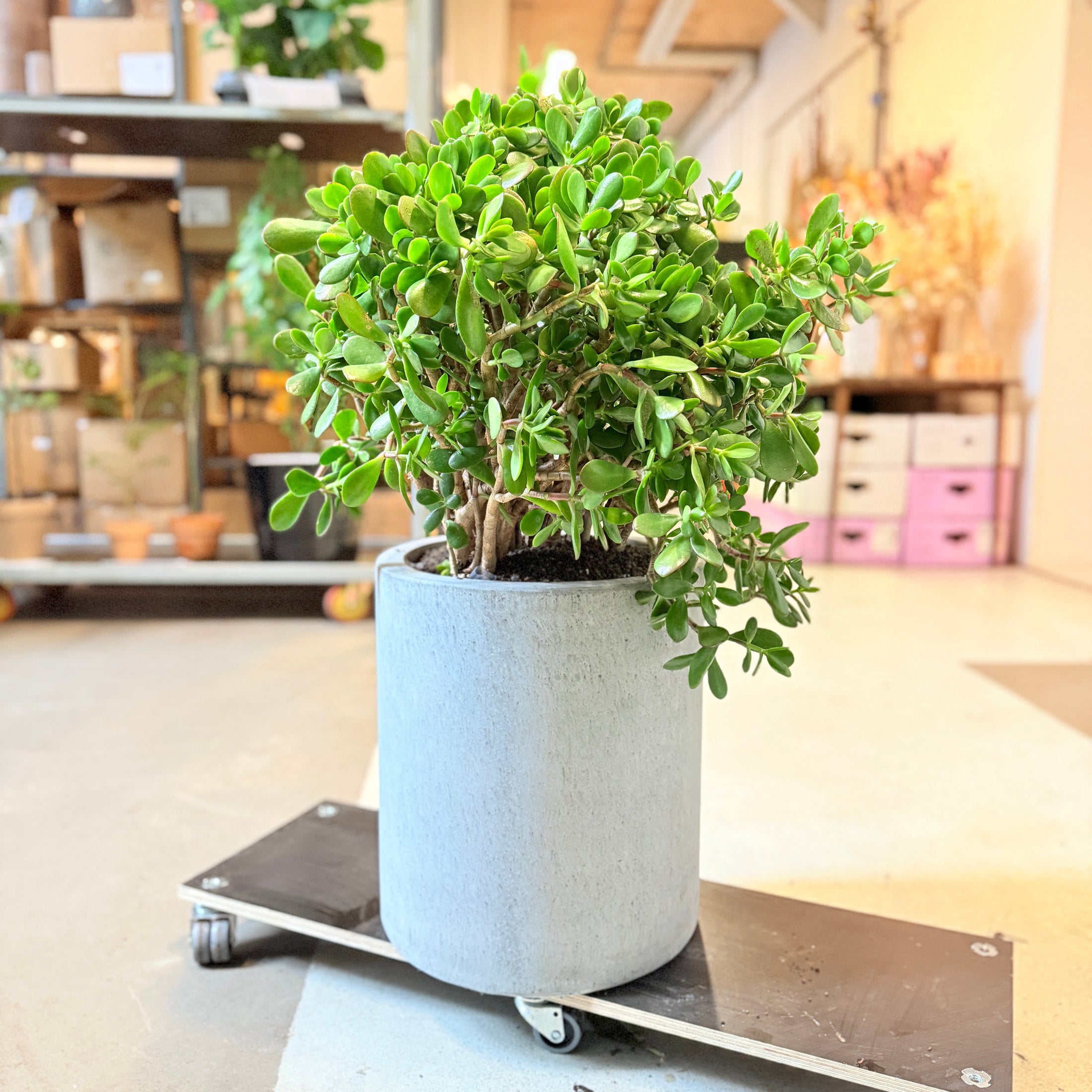 Pengetræ (Crassula ovata) – 110 cm høj i lys grå cemnet krukke