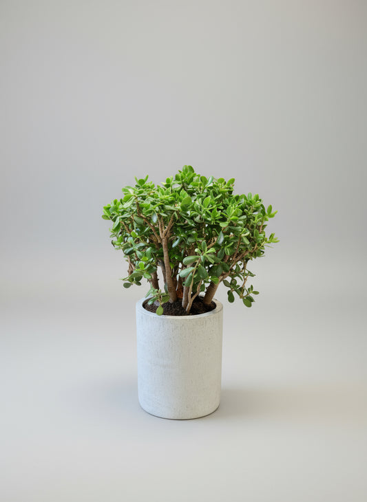 Pengetræ (Crassula ovata) – 100 cm høj i lysgrå cementkrukke