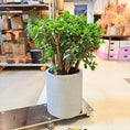 Indlæs billede i gallerivisning, Pengetræ (Crassula ovata) – 100 cm høj i lysgrå cementkrukke
