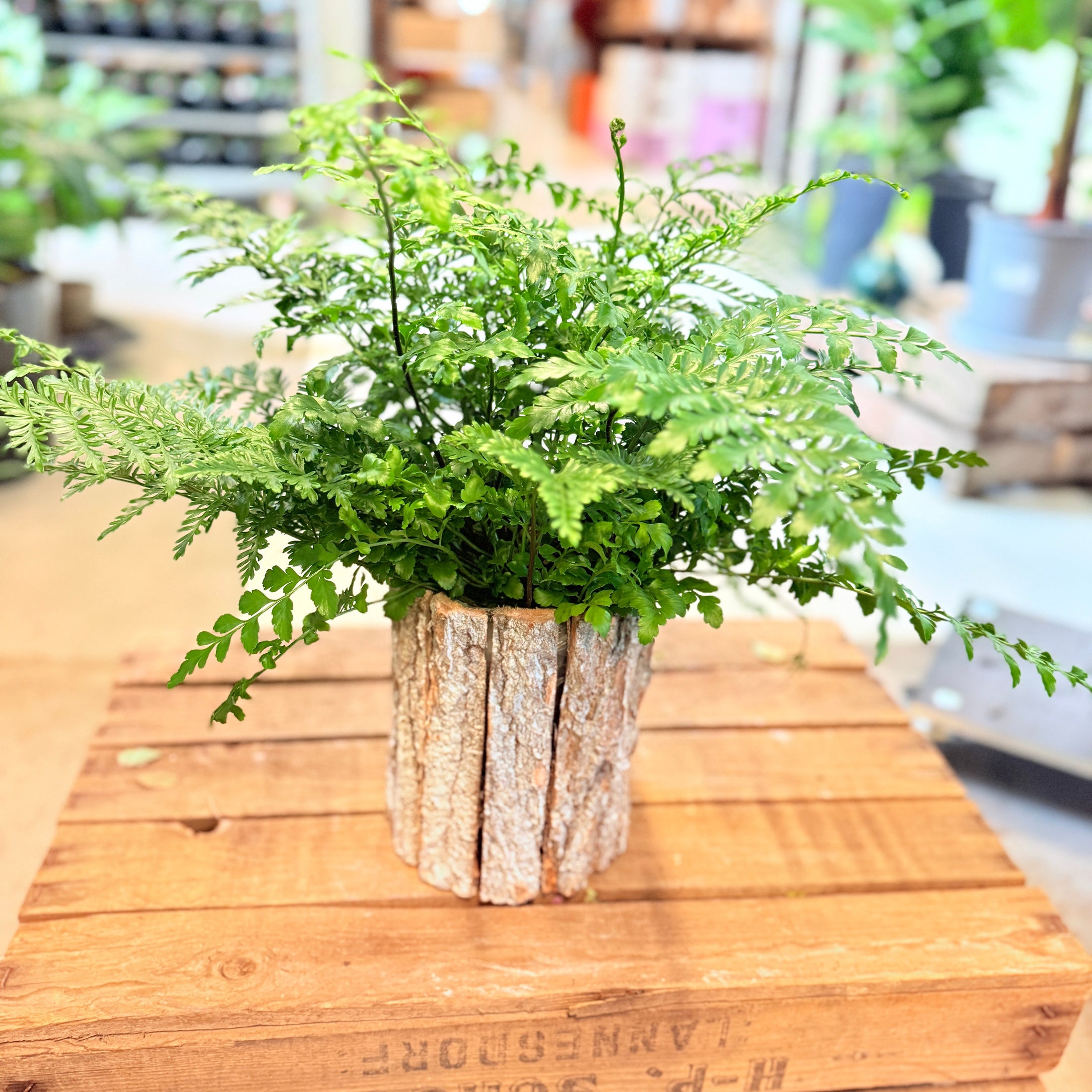 Davallia canariensis (Kaninbregne) – i barkkrukke