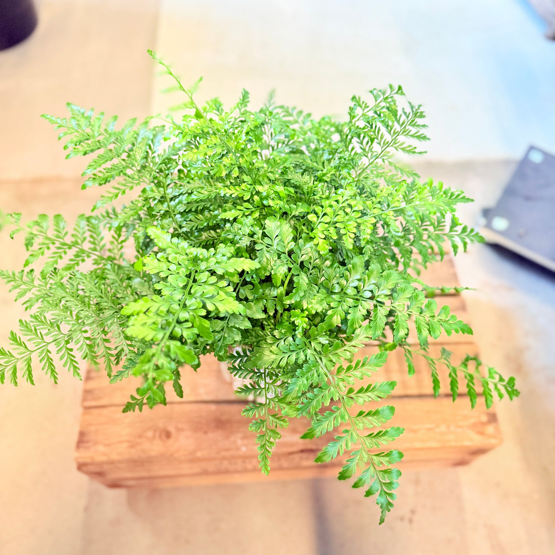 Davallia canariensis (Kaninbregne) – i barkkrukke