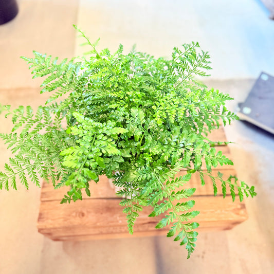 Davallia canariensis (Kaninbregne) – i barkkrukke