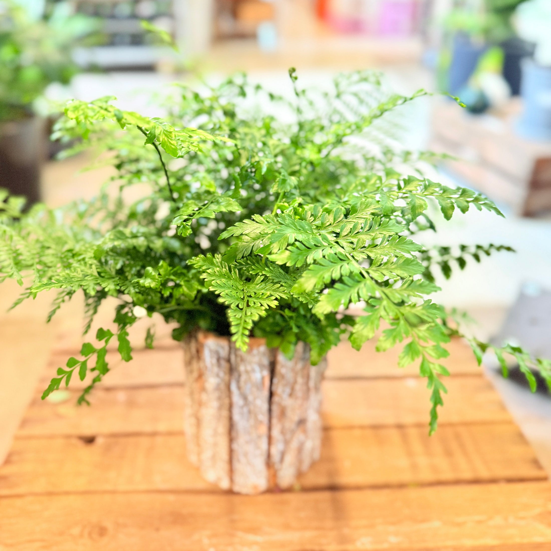 Davallia canariensis (Kaninbregne) – i barkkrukke