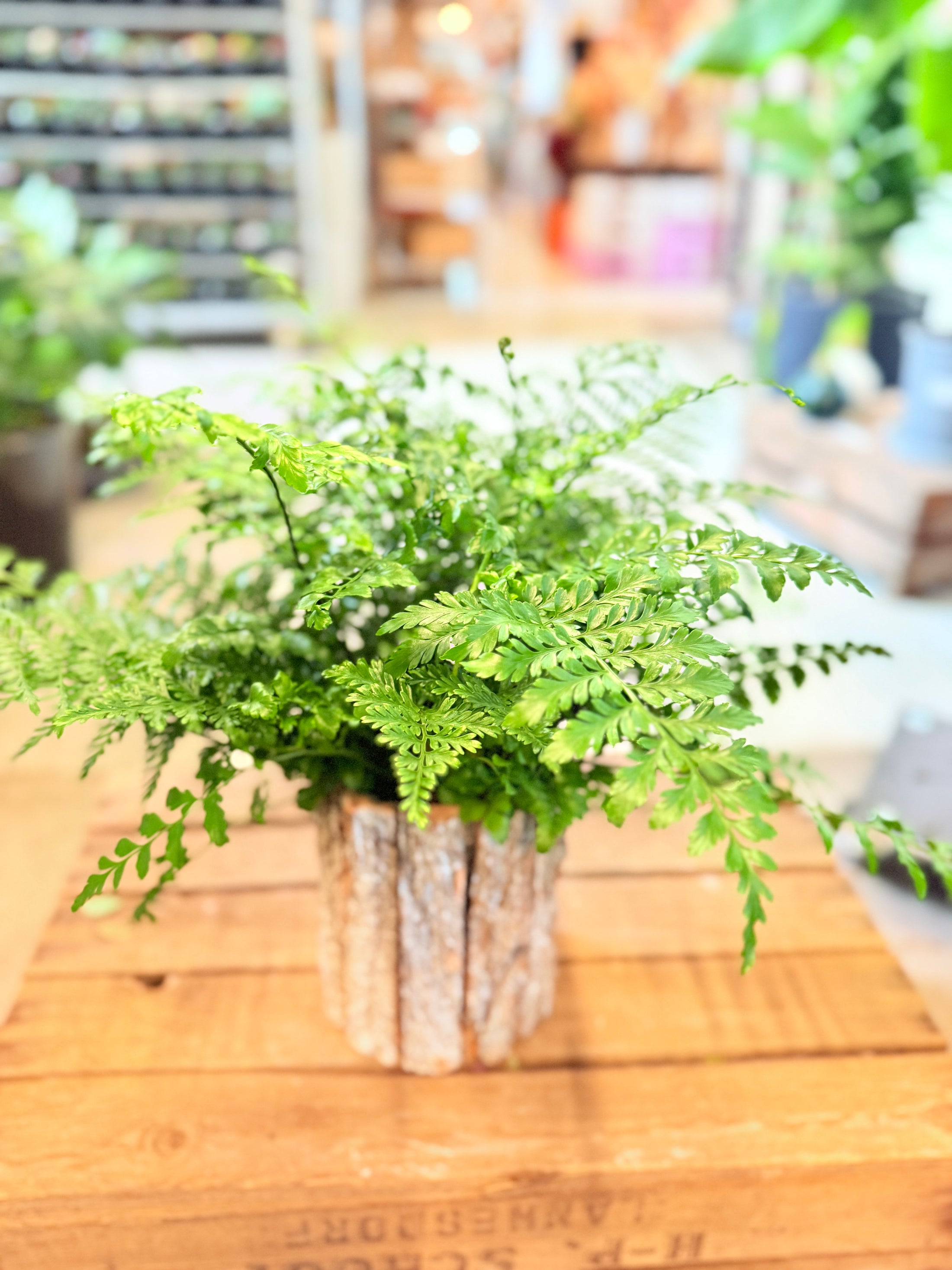 Vælg din favorit – Fjerasparges eller Kaninbregne i naturkrukke