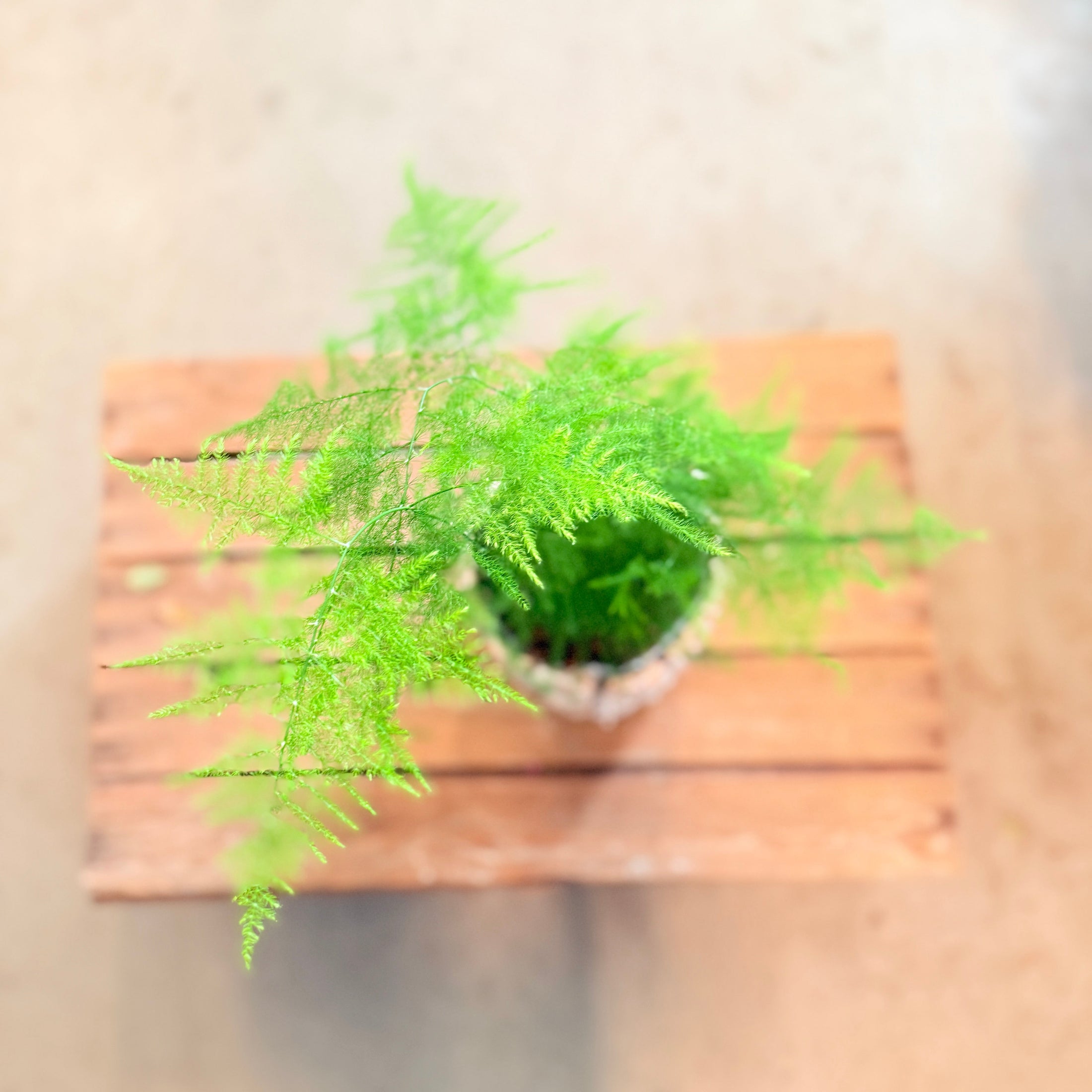 Asparagus setaceus (Fjerasparges) – i barkkrukke