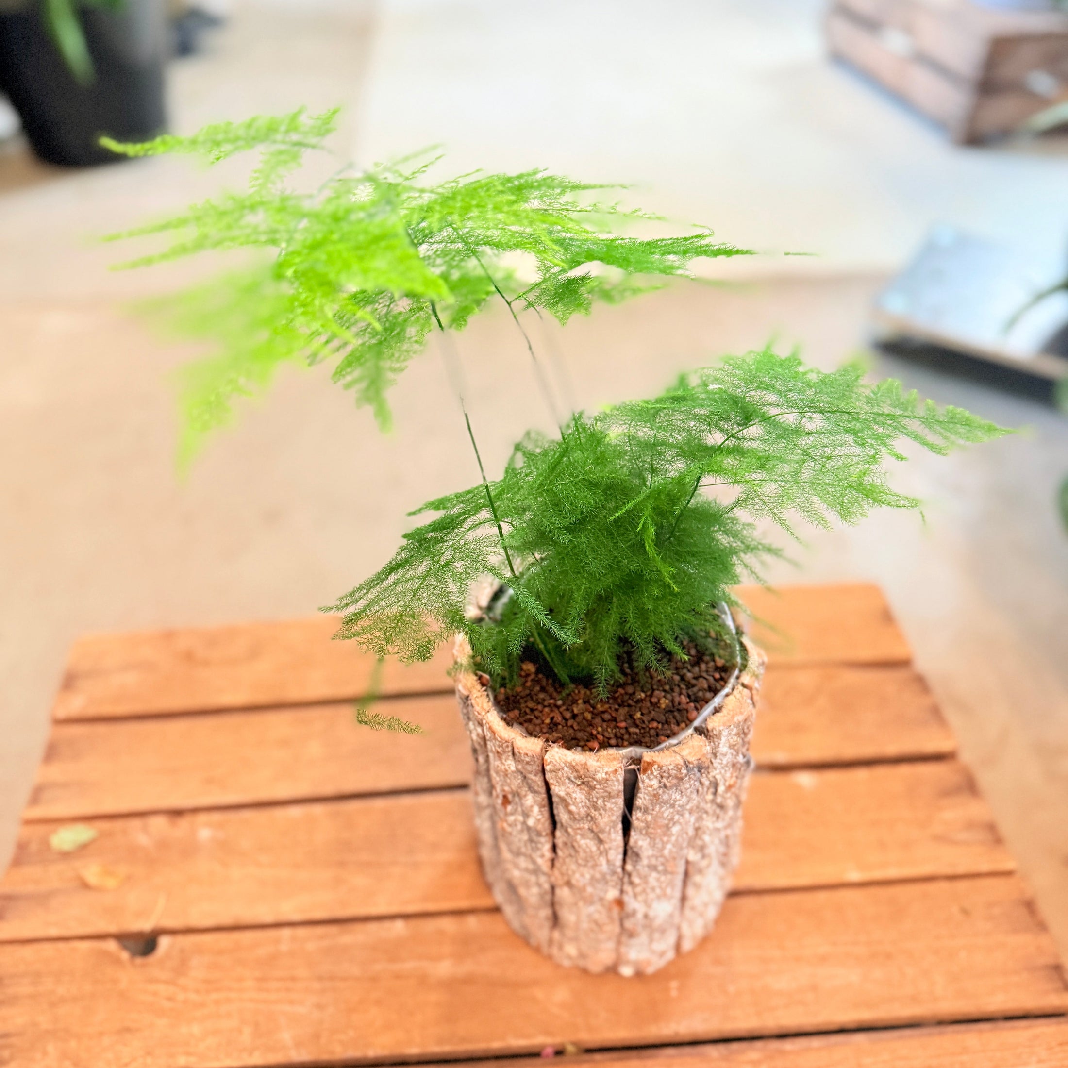 Asparagus setaceus (Fjerasparges) – i barkkrukke