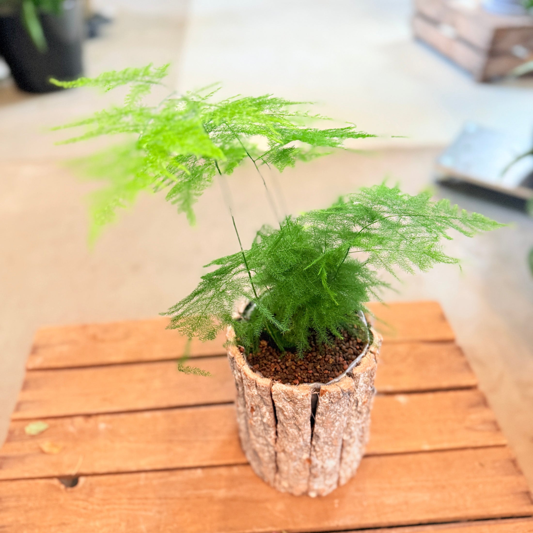 Asparagus setaceus (Fjerasparges) – i barkkrukke