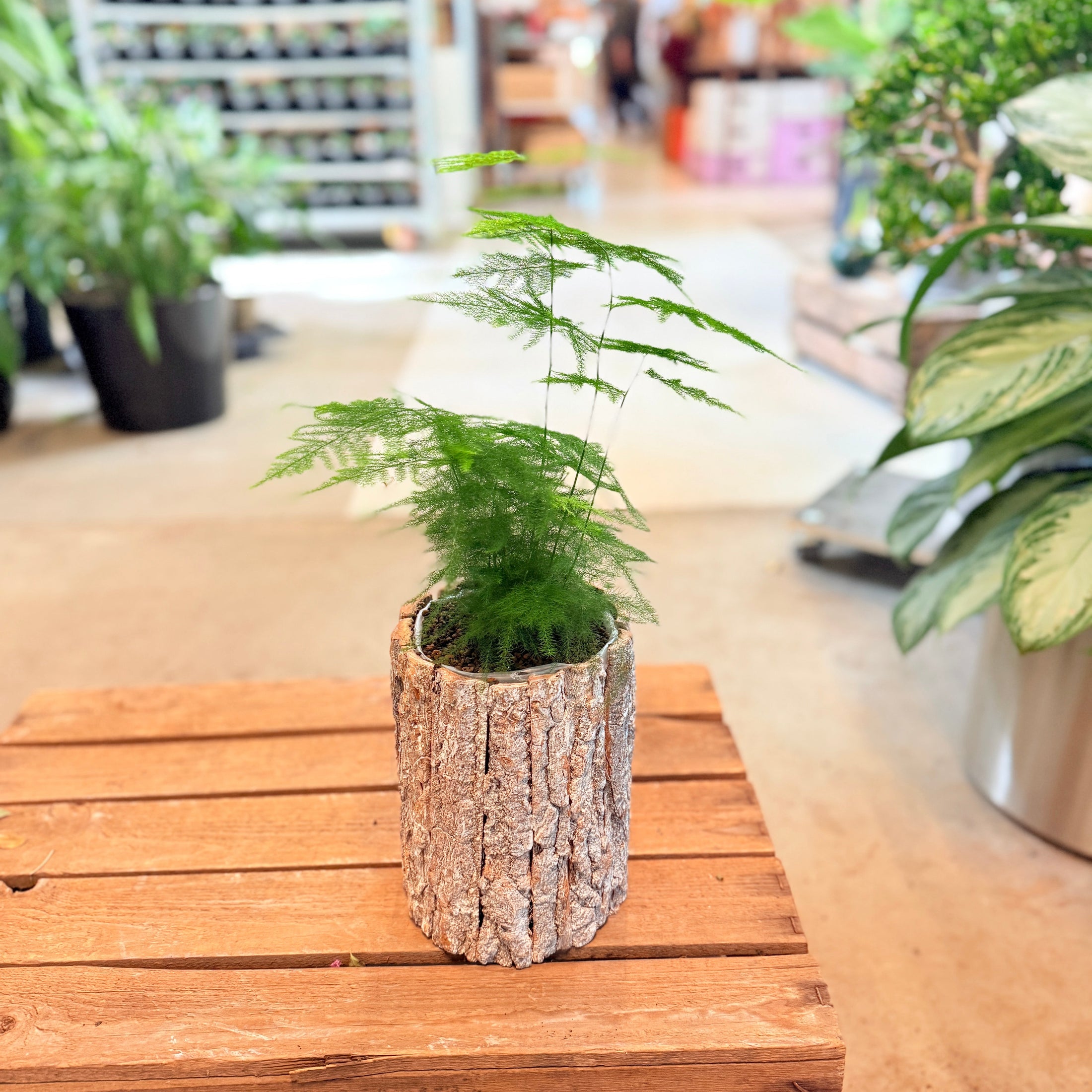 Asparagus setaceus (Fjerasparges) – i barkkrukke