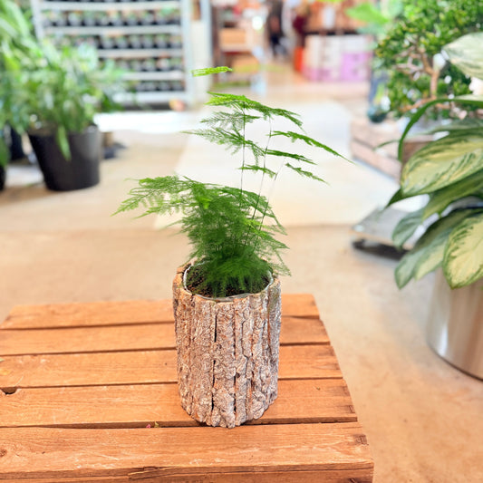 Asparagus setaceus (Fjerasparges) – i barkkrukke