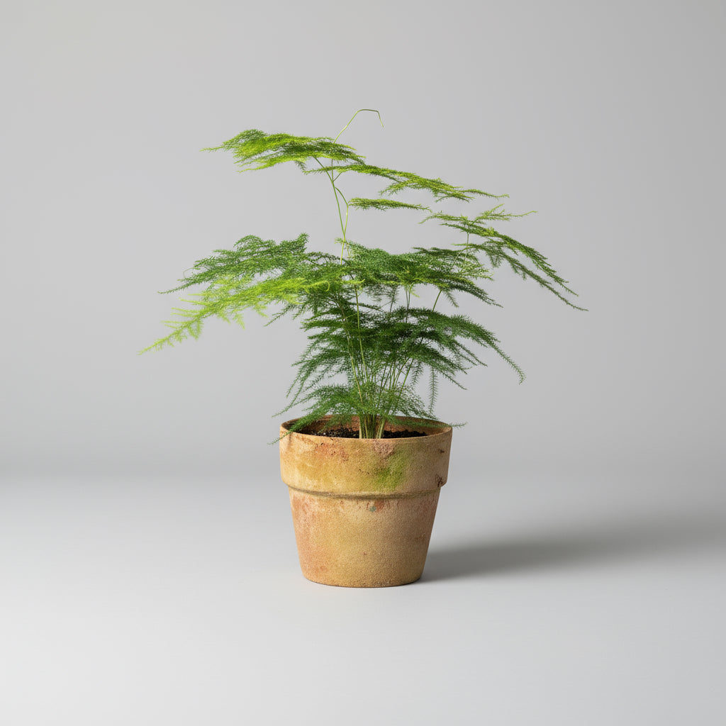 Fjerasparges (Asparagus setaceus) – i lerpotte