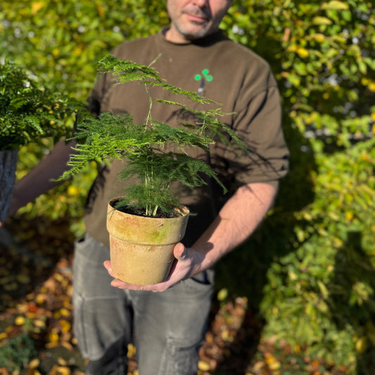 Fjerasparges (Asparagus setaceus) – i lerpotte