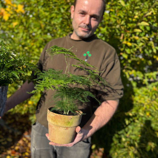 Vælg din favorit – Fjerasparges eller Kaninbregne i naturkrukke