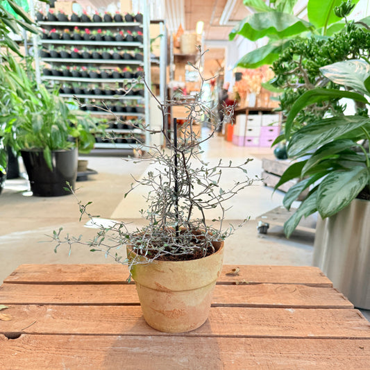 Corokia cotoneaster – 20 cm høj i lerpotte