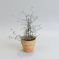 Indlæs billede i gallerivisning, Corokia cotoneaster – 20 cm høj i lerpotte

