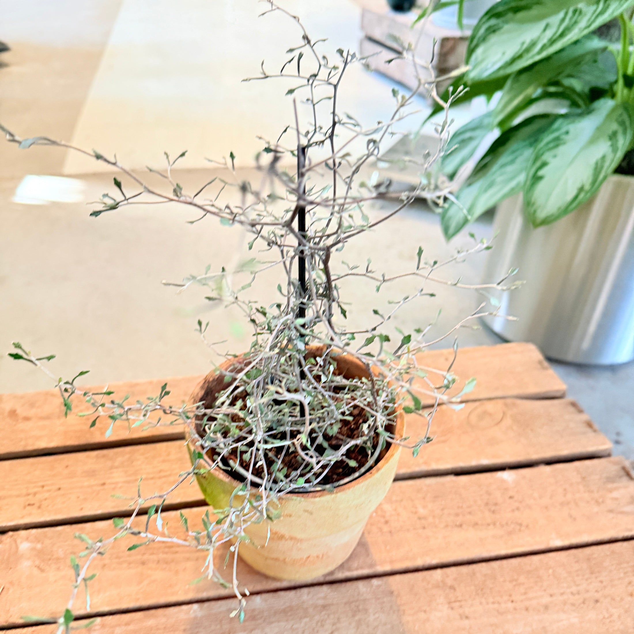 Corokia cotoneaster – 20 cm høj i lerpotte