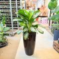 Indlæs billede i gallerivisning, Aglaonema (Chinese Evergreen) – 110 cm høj i sort glanskrukke
