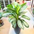 Indlæs billede i gallerivisning, Aglaonema (Chinese Evergreen) – 110 cm høj i sort glanskrukke
