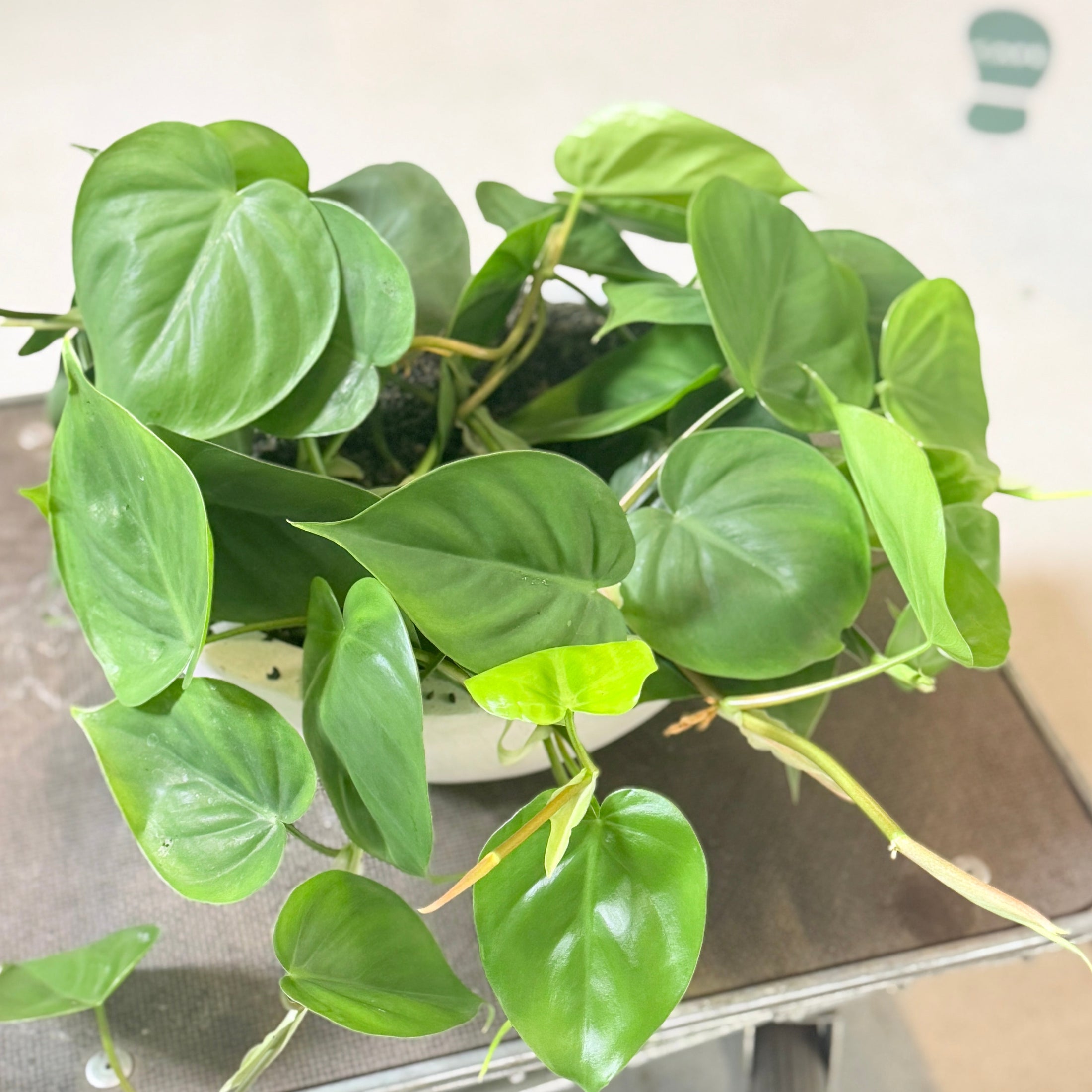 Second Hand Hjertefilodendron i Cementskål – Frodig Genbrugsplante (Philodendron scandens)