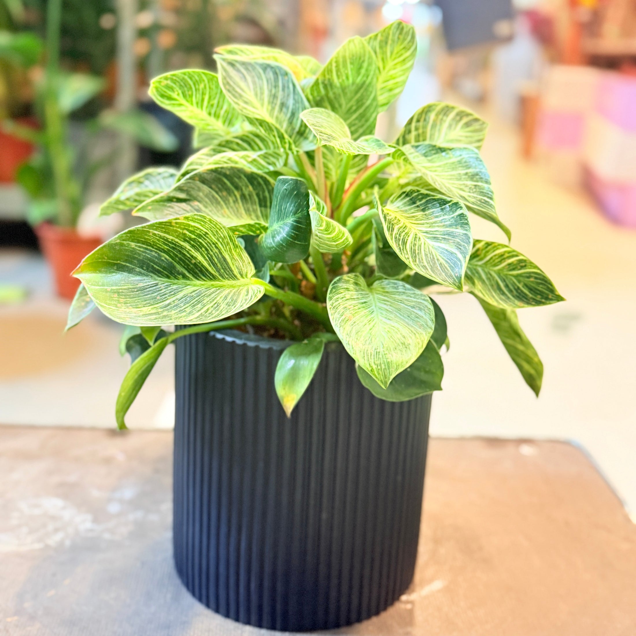 Second Hand Fløjlsfilodendron i Sort Rillet Krukke – Eksklusiv Genbrugsplante (Philodendron 'Birkin')