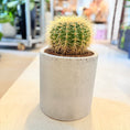 Indlæs billede i gallerivisning, Guldkuglekaktus (Echinocactus grusonii) – 40 cm høj i lysgrå cementkrukke
