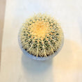 Indlæs billede i gallerivisning, Guldkuglekaktus (Echinocactus grusonii) – 40 cm høj i lysgrå cementkrukke
