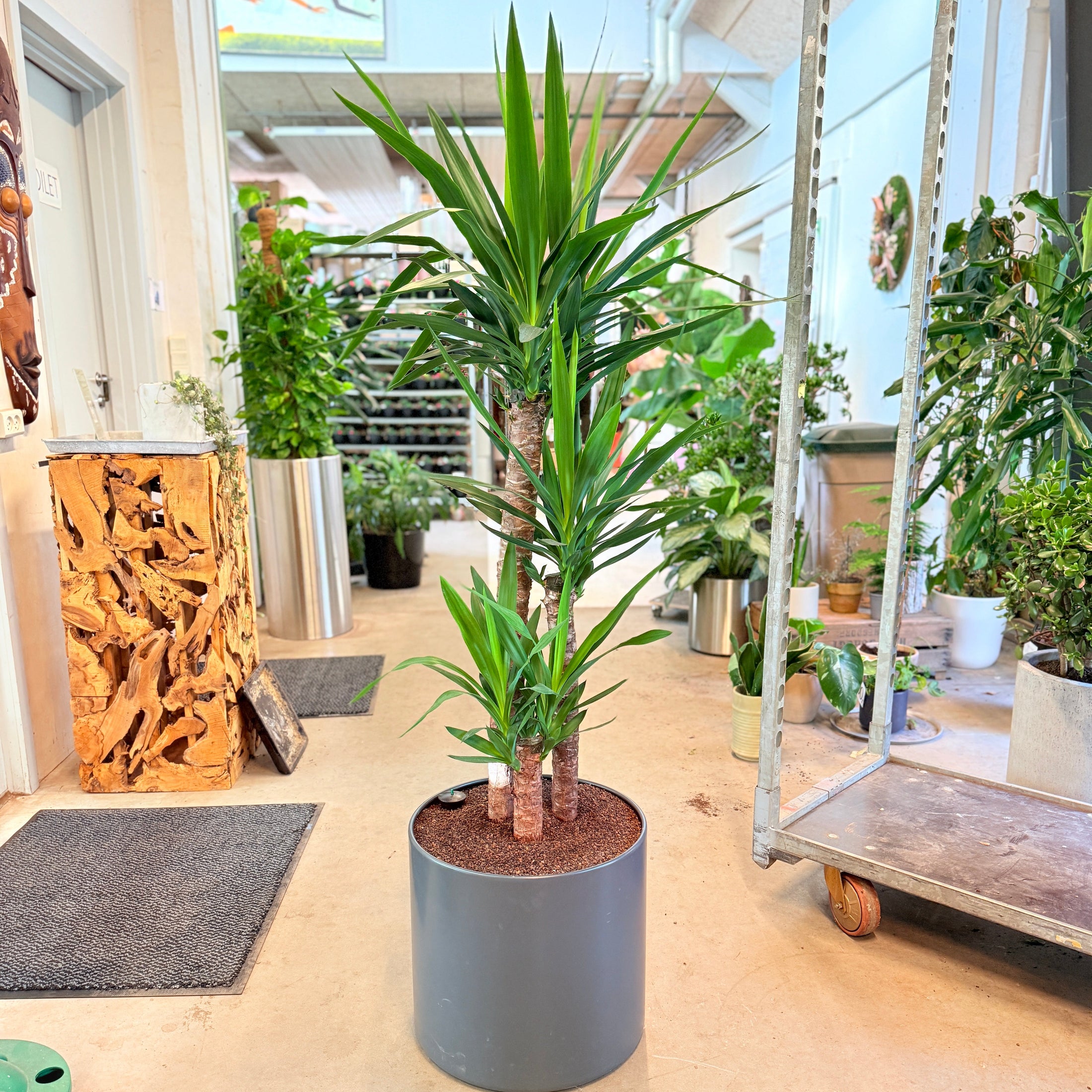 Yucca elephantipes (Palme­lilje) – 160 cm høj i mørkegrå krukke