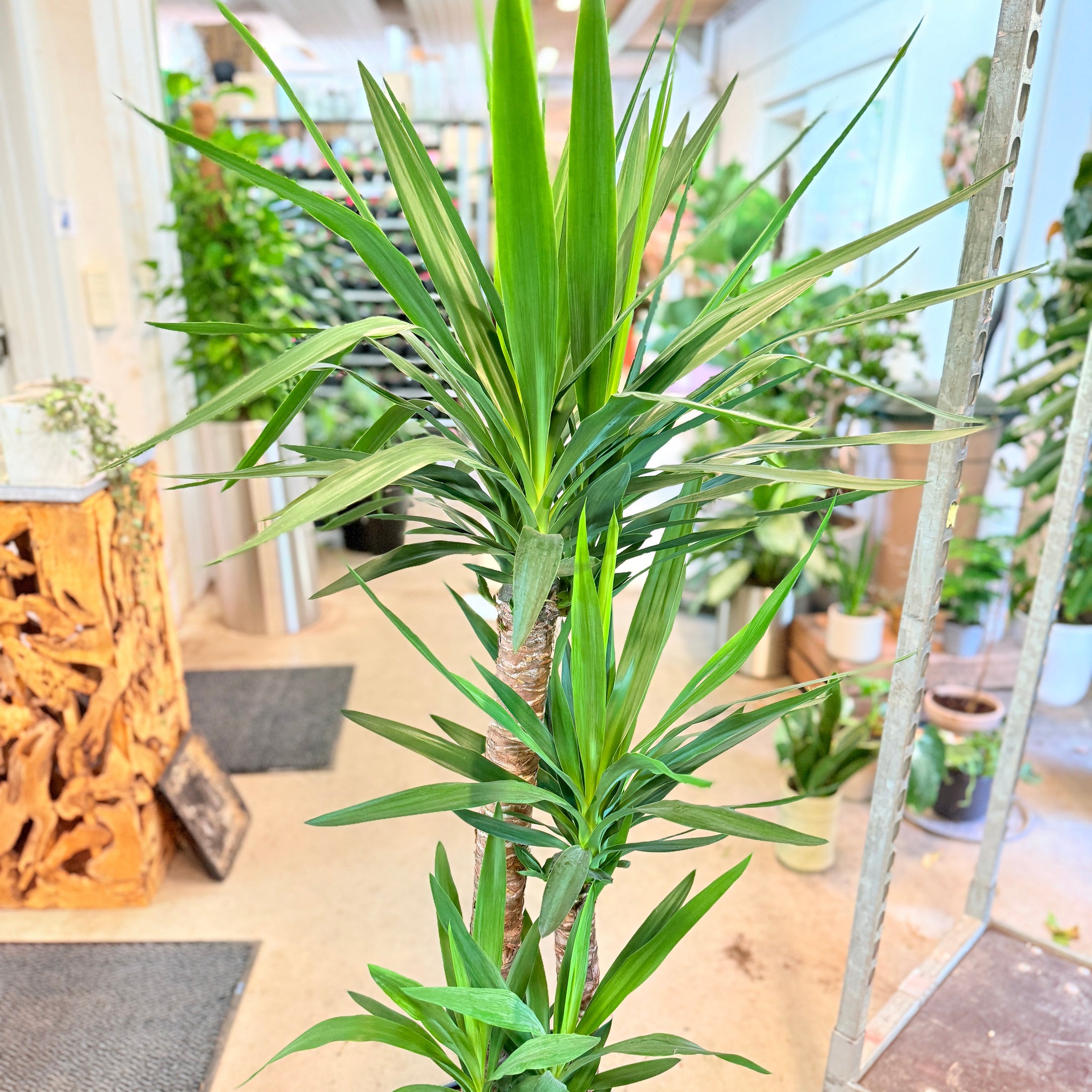 Yucca elephantipes (Palme­lilje) – 160 cm høj i mørkegrå krukke