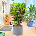 Indlæs billede i gallerivisning, Kroton (Codiaeum variegatum) – 150 cm høj i mørkegrå krukke
