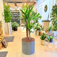 Indlæs billede i gallerivisning, Yucca elephantipes (Palme­lilje) – 135 cm høj i mørkegrå krukke
