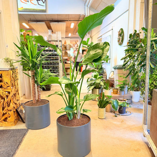 Strelitzia nicolai (Paradisfugl) – 155 cm høj i mørkegrå krukke