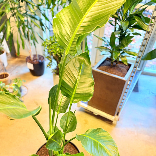 Strelitzia nicolai (Paradisfugl) – 155 cm høj i mørkegrå krukke