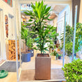 Indlæs billede i gallerivisning, Dracaena fragrans (Drageplante) – 180 cm høj i brun firkantet krukke
