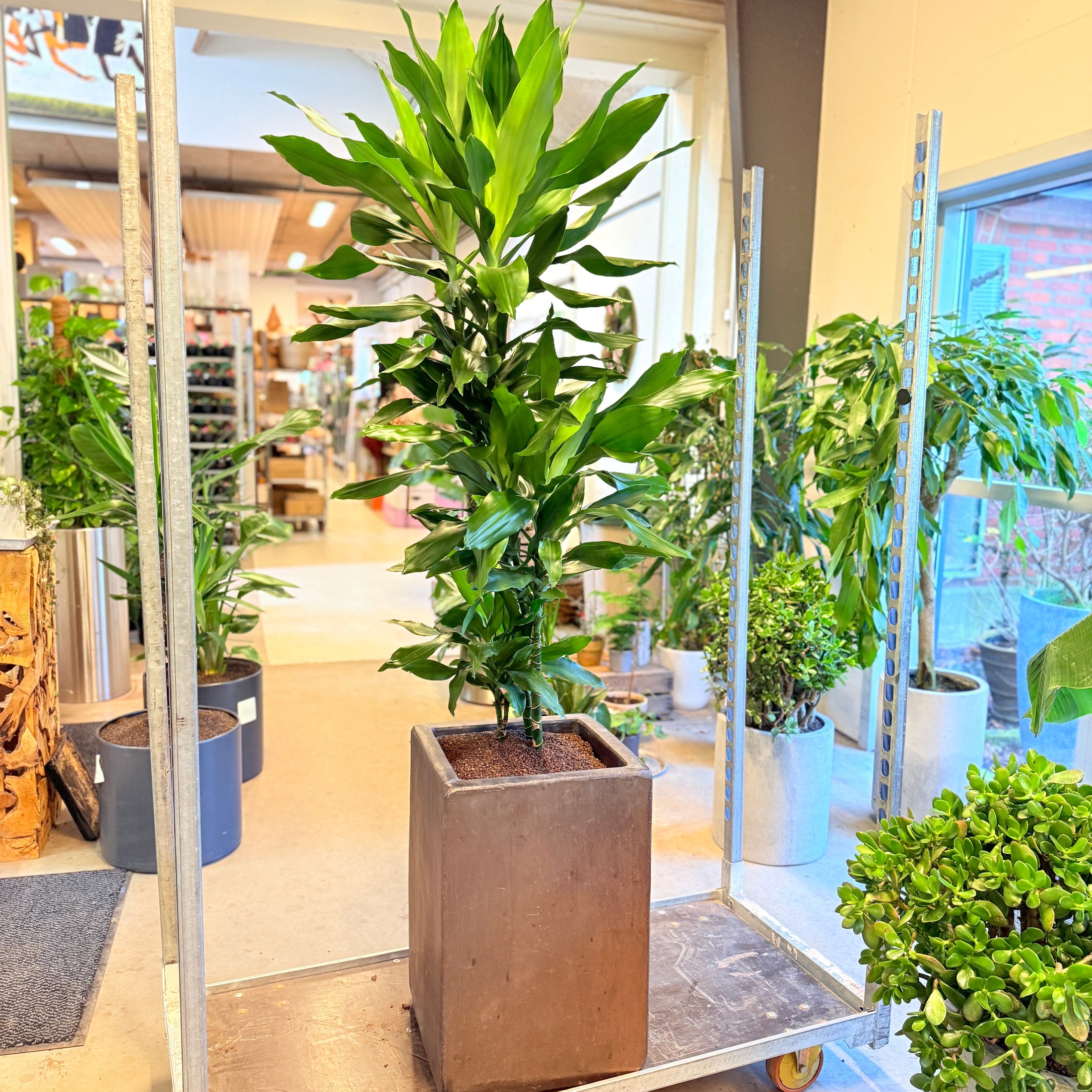 Dracaena fragrans (Drageplante) – 180 cm høj i brun firkantet krukke