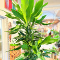 Indlæs billede i gallerivisning, Dracaena fragrans (Drageplante) – 180 cm høj i brun firkantet krukke
