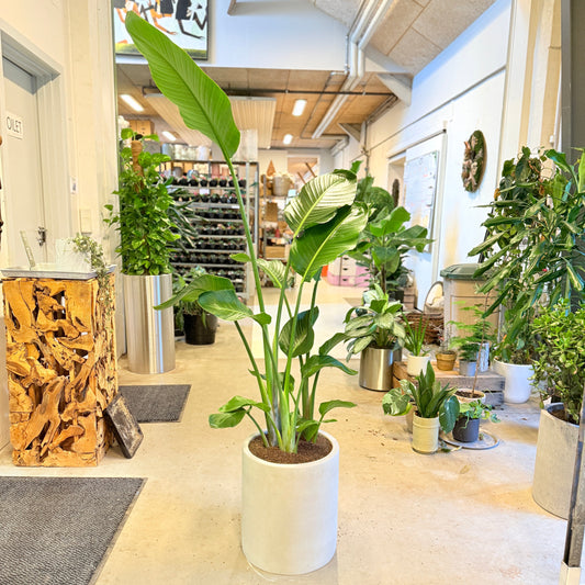 Strelitzia nicolai (Paradisfugl) – 180 cm høj i lysgrå cementkrukke